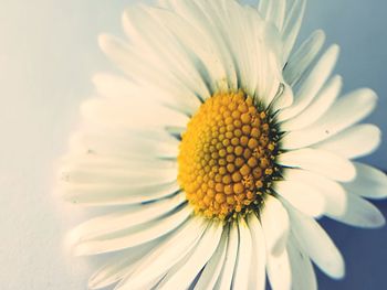 Close-up of sunflower blooming outdoors