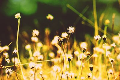 Close-up of flower blooming in field