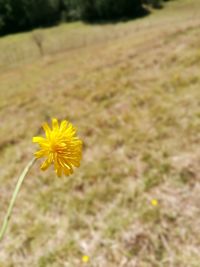 Close-up of yellow flower blooming in field