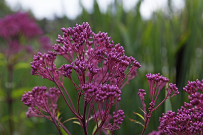 Pink flowers that grow by the stream along with reeds at the university of umea