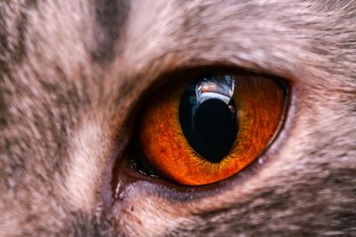 Close-up of cat eye