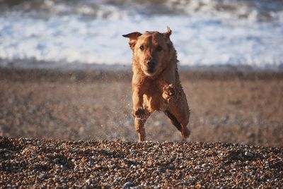 Portrait of dog running at beach