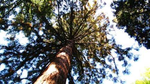 Low angle view of trees