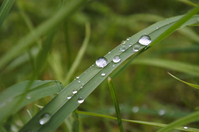 Close-up of water drops on grass