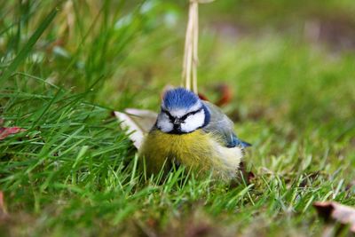 Close-up of a blue tit on grass