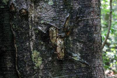 Close-up of tree trunk in forest