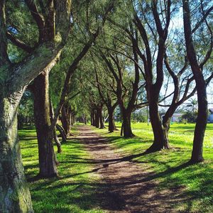 Trees in park