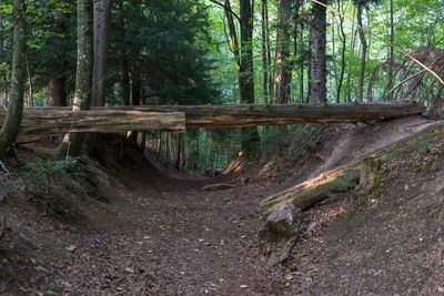 View of trees in forest