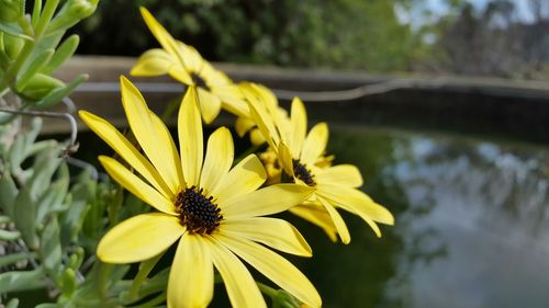 Close-up of yellow flower