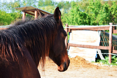 Close-up of horse at ranch