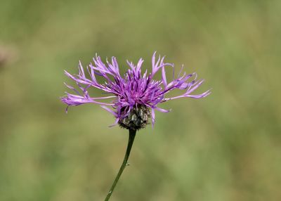 Close-up of purple thistle blooming outdoors