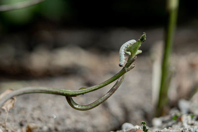 Close-up of a plant