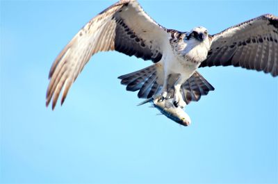 Low angle view of eagle flying in sky