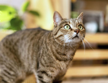 Striped tabby beige surprised domestic cat with green eyes looking up in home room cute pets