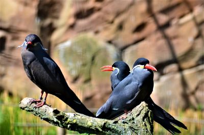 Close-up of birds perching on rock