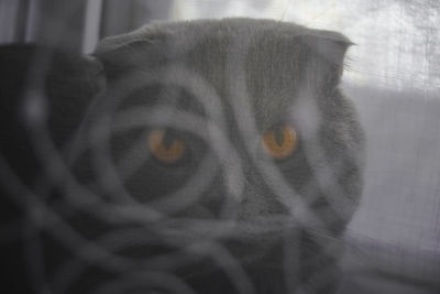 Close-up portrait of cat in cage