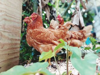 Close-up of hens