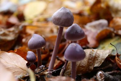 Close-up of mushrooms growing outdoors