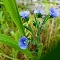 Close-up of purple flowering plant on field