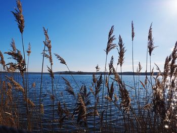 Scenic view of lake against clear blue sky