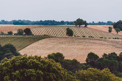 Scenic view of field against clear sky