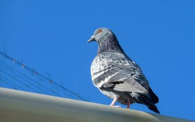 Low angle view of seagull perching against clear sky
