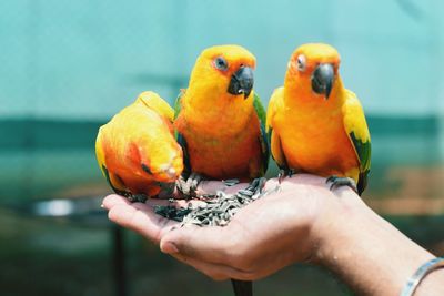 Close-up of a hand holding a bird