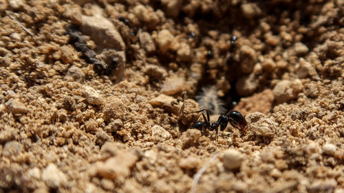 Close-up of insect on land