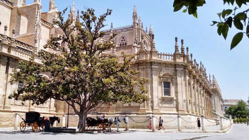 Caballos descansando junto a la catedral / horses resting next to the cathedral