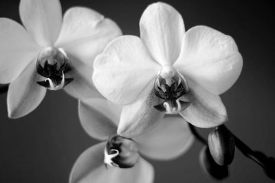 Close-up of white orchid flowers