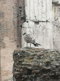 Bird perching on a wall