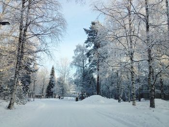 Snow covered trees