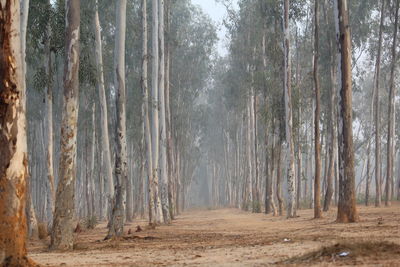 Trees growing on field during foggy weather