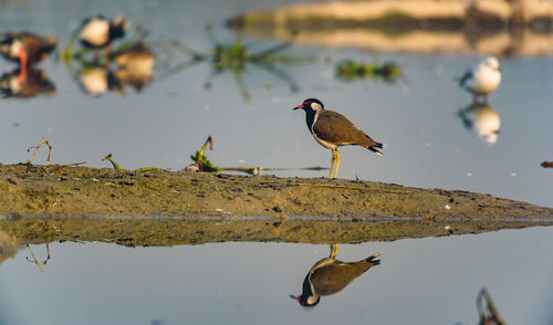 Bird perching on a lake