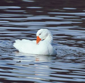 White duck swimming in lake