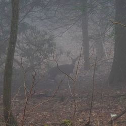 Bare trees in forest