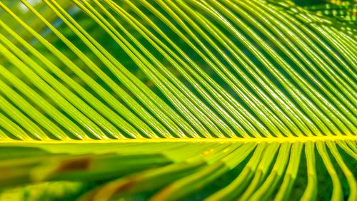 Full frame shot of green leaves