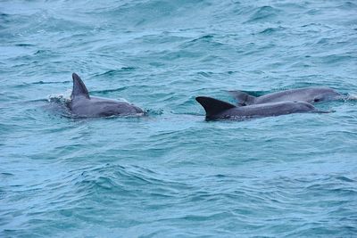 View of dolphins swimming in sea