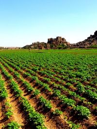 Scenic view of agricultural field against clear sky