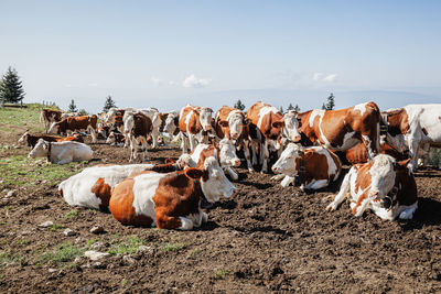 Bovine capture - haute-savoie, france