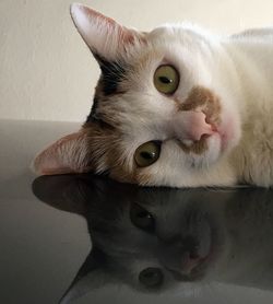 Close-up portrait of a cat