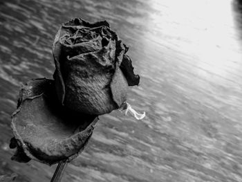 Close-up of horse in water