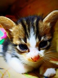 Close-up portrait of kitten