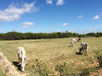 Dogs standing on field against sky