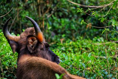 Close-up of an animal on field