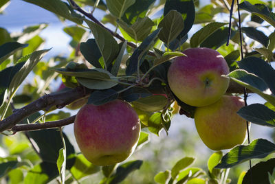 Close-up of apple growing on tree