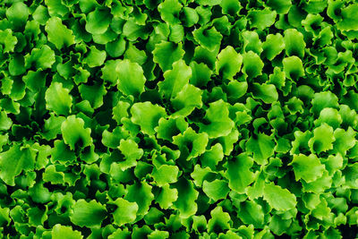 Top view of fresh young green lettuce salad sprouts growing. 