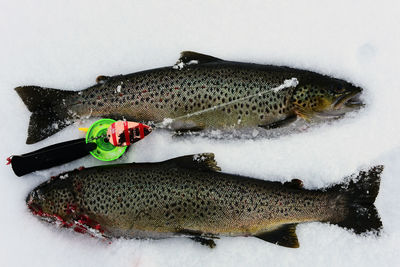 Directly above shot of fish with fishing rod on snow