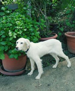 Dog relaxing in yard