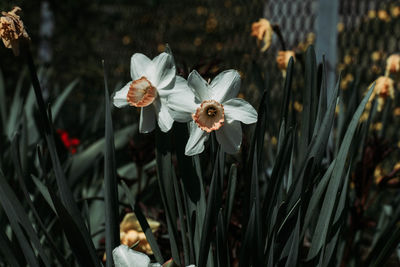 Close-up of white flowering plants